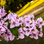 Violet-Bougainvillea-Flowers